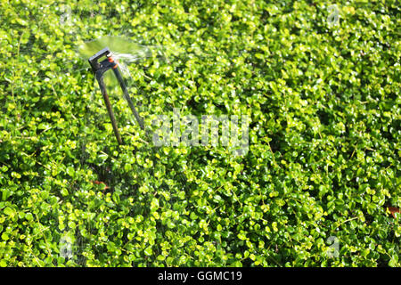 Springer läuft Ausbreitung Wasser, grüne Zierbaum im öffentlichen Park für Natur Hintergrund. Stockfoto