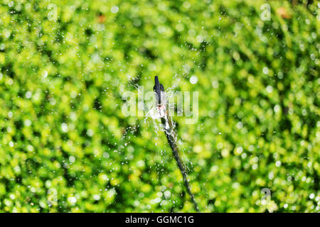 Springer läuft Ausbreitung Wasser, grüne Zierbaum im öffentlichen Park für Natur Hintergrund. Stockfoto