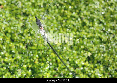 Springer läuft Ausbreitung Wasser, grüne Zierbaum im öffentlichen Park für Natur Hintergrund. Stockfoto