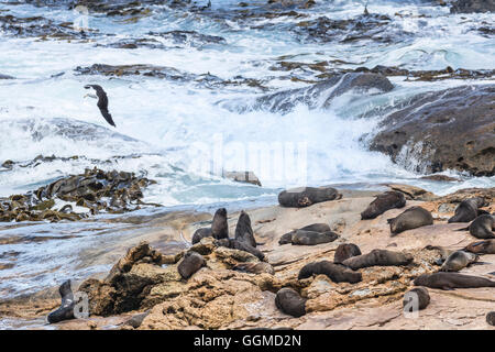 Große schwarz-unterstützte Möve und Robben bei Shag Point, Palmerston, Ostküste der Südinsel, Neuseeland Stockfoto