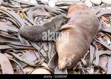 Baby Seebär Spanferkel mit Mutter, Half Moon Bay, Kaikoura, Südinsel, Neuseeland Stockfoto