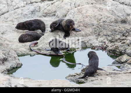 Eine Gruppe von Baby Robben, Half Moon Bay, Kaikoura, Südinsel, Neuseeland Stockfoto