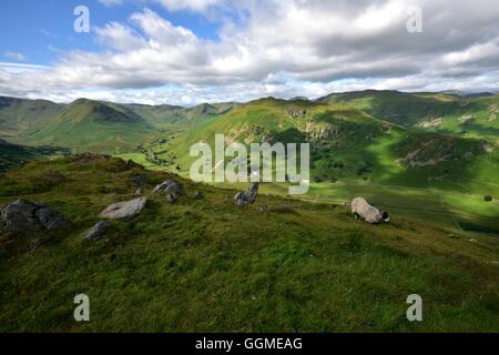 Schafe fressen Stahl Knotts Stockfoto