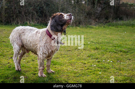 nassen Haustier Springer Spaniel Hund bellt im Feld auf sonnigen Tag Spaziergang mit Gänseblümchen Stockfoto