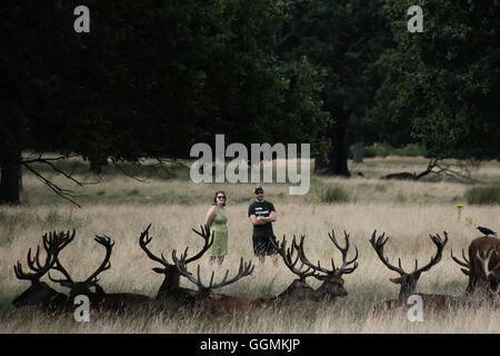 Ein paar beobachten Rehe im Richmond Park in London Stockfoto