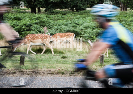 Hirsche und Radfahrer im Richmond Park in London Stockfoto