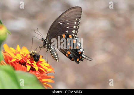 Ein östlichen schwarzen Schwalbenschwanz-Schmetterling Papilio Polyxenes, Fütterung auf eine Blume in einem Park in Verona, NJ, USA Stockfoto