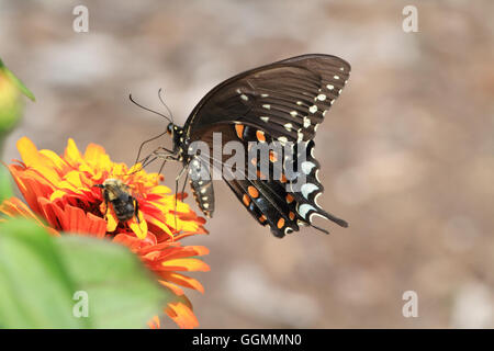 Ein östlichen schwarzen Schwalbenschwanz-Schmetterling Papilio Polyxenes, Fütterung auf eine Blume in einem Park in Verona, NJ, USA Stockfoto