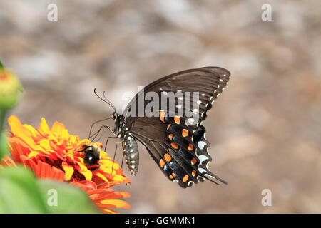 Ein östlichen schwarzen Schwalbenschwanz-Schmetterling Papilio Polyxenes, Fütterung auf eine Blume in einem Park in Verona, NJ, USA Stockfoto