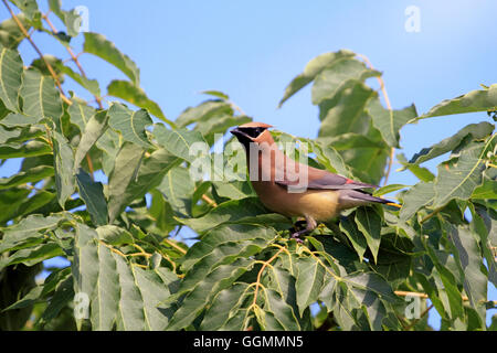 Eine Zeder Seidenschwanz, Bombycilia Cedrorum, thront auf einem Baum. DeKorte Park, Lyndhurst, NJ, USDA Stockfoto