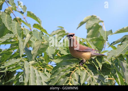 Eine Zeder Seidenschwanz, Bombycilia Cedrorum, thront auf einem Baum. DeKorte Park, Lyndhurst, NJ, USDA Stockfoto