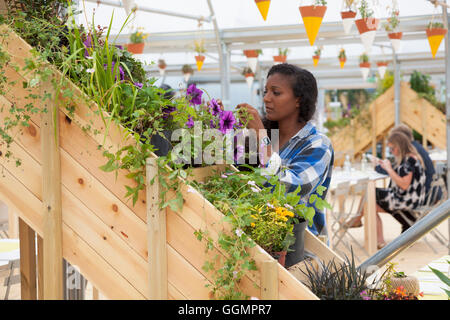 30. Juli 2016 - links Farmopolis an der Anlegestelle in Greenwich Peninsula Anzeigen über Blumen und Pflanzen von Chelsea Flower Show Stockfoto