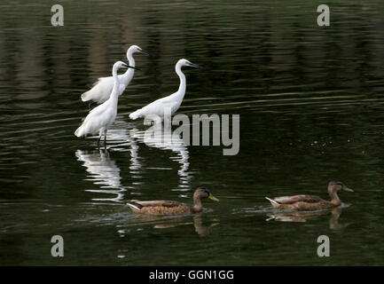 Peking, China. 5. August 2016. Eine Herde von Reiher und Wildenten sind zu sehen in einem Fluss in Peking, Hauptstadt von China, 5. August 2016. Reiher führen"oft" Super Tanz wie sie Nahrung in den Fluss zu suchen. © Wang Xibao/Xinhua/Alamy Live-Nachrichten Stockfoto