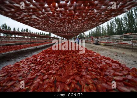 Bayingolin. 6. August 2016. Menschen in Xinjiang Production and Construction Corps Luft Tomaten in mongolischen autonomen Präfektur von Bayingolin, Nordwesten Chinas Xinjiang Uygur Autonome Region. Leute hier waren gute Wetter zu Luft Tomaten zunutze. © Que Hure/Xinhua/Alamy Live-Nachrichten Stockfoto