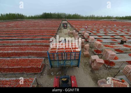 Bayingolin. 6. August 2016. Menschen in Xinjiang Production and Construction Corps Luft Tomaten in mongolischen autonomen Präfektur von Bayingolin, Nordwesten Chinas Xinjiang Uygur Autonome Region. Leute hier waren gute Wetter zu Luft Tomaten zunutze. © Que Hure/Xinhua/Alamy Live-Nachrichten Stockfoto