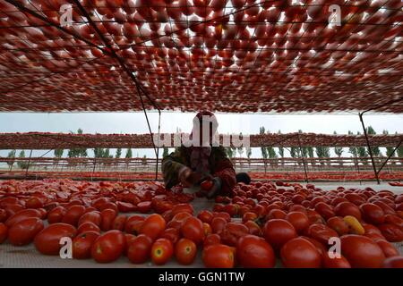 Bayingolin. 6. August 2016. Menschen in Xinjiang Production and Construction Corps Luft Tomaten in mongolischen autonomen Präfektur von Bayingolin, Nordwesten Chinas Xinjiang Uygur Autonome Region. Leute hier waren gute Wetter zu Luft Tomaten zunutze. © Que Hure/Xinhua/Alamy Live-Nachrichten Stockfoto