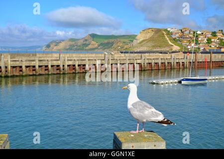 West Bay, Dorset, UK. 6. August 2016: eine Möwe Uhren West Bay auf Dorset Jurassic Coast als Sommer kehrt Hafen und Temperaturen beginnen zu steigen. Bildnachweis: Tom Corban/Alamy Live-Nachrichten Stockfoto