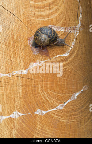 Garten-Schnecke (Helix Aspersa), Schleim Weg auf eine Motorsäge Schnitt, grobe aufgetaucht, Baum-Protokoll. Stockfoto