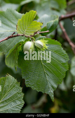 Hasel (Corylus Avellana). Unterseite auf Blätter und entwickelnden Muttern, teilweise in grünen überlappenden Hochblätter eingeschlossen. August. VEREINIGTES KÖNIGREICH. Stockfoto