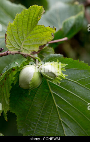 Hasel (Corylus Avellana). Unterseite auf Blätter und entwickelnden Muttern, teilweise in grünen überlappenden Hochblätter eingeschlossen. August. VEREINIGTES KÖNIGREICH. Stockfoto