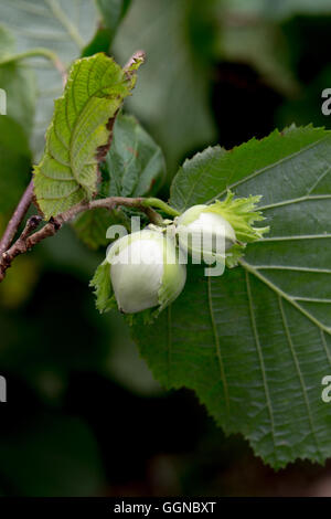 Hasel (Corylus Avellana). Unterseite auf Blätter und entwickelnden Muttern, teilweise in grünen überlappenden Hochblätter eingeschlossen. August. VEREINIGTES KÖNIGREICH. Stockfoto