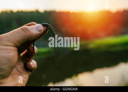 Hand halten Eidechse bei Sonnenuntergang Stockfoto