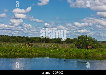 Pferde und Aligators entlang der La Chua Trail im PAYNES PRAIRIE PRESERVE STATE PARK - GAINESVILLE, FLORIDA Stockfoto