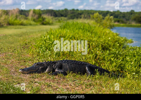 Alligatoren sind häufig entlang der La Chua Trail im PAYNES PRAIRIE PRESERVE STATE PARK - GAINESVILLE, FLORIDA Stockfoto