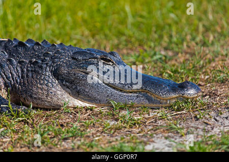 Alligatoren sind häufig entlang der La Chua Trail im PAYNES PRAIRIE PRESERVE STATE PARK - GAINESVILLE, FLORIDA Stockfoto