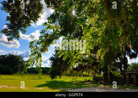 Eine Scheune auf dem La Chua Trail im PAYNES PRAIRIE PRESERVE STATE PARK - GAINESVILLE, FLORIDA Stockfoto