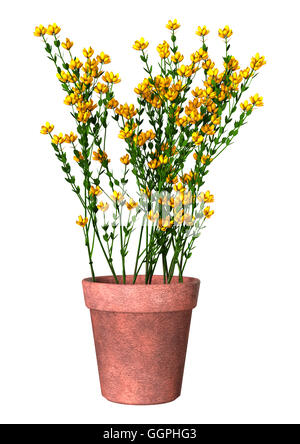 3D-Rendering Genista Hispanica Blumen isoliert auf weißem Hintergrund Stockfoto