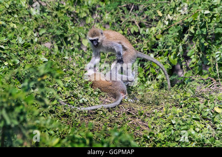 Tansania, Natron-See, Vervet Affen, Chlorocebus pygerythrus Stockfoto