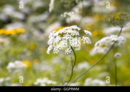 Ammi Majus Blumen, Stockfoto