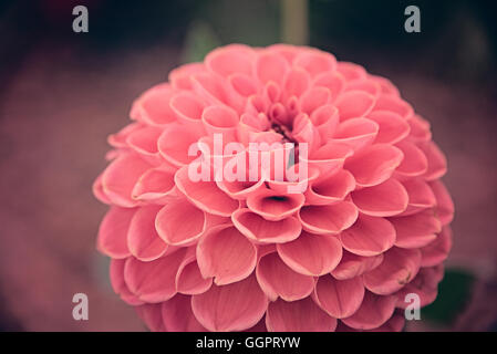 Nahaufnahme von Peach Dahlia Heather Jones in Hampton Court Flower Show Anzeige in Surrey Stockfoto