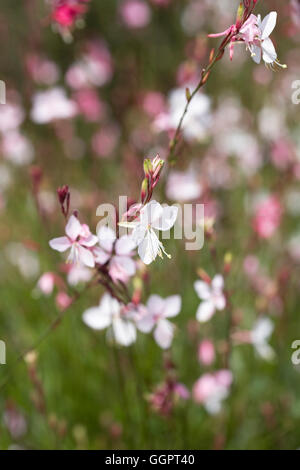 Gaura Lindheimeri 'Siskiyou Pink' blüht. Stockfoto