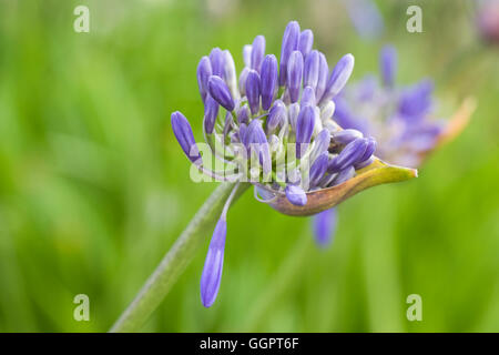 Agapanthus 'Loch Hope'. Neue Blütenknospen. Stockfoto