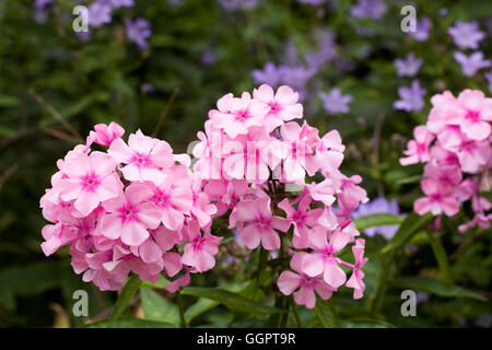 Phlox Paniculata "Glamis" Blumen in einem krautigen Grenze. Stockfoto