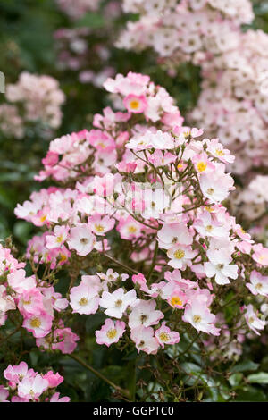 Rosa Ballerina Blumen. Stockfoto