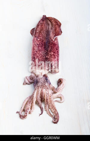Frisch und sauber Tintenfisch isoliert auf weiss. Stockfoto