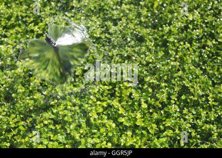 Springer läuft Ausbreitung Wasser, grüne Zierbaum im öffentlichen Park für Natur Hintergrund. Stockfoto