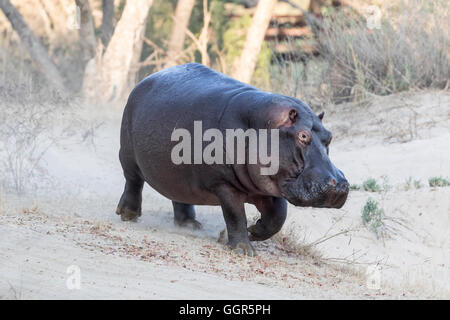 Nilpferd auf Trail zu Fuß neben den Sand River, Exeter Private Game Reserve, Sabi Sands, Südafrika Stockfoto