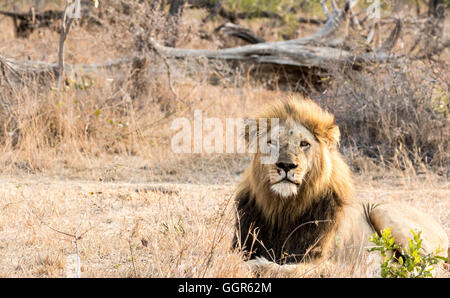 Manjingilane stolz männlicher Löwe, Exeter Private Game Reserve, Sabi Sands, Südafrika Stockfoto