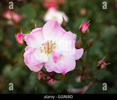 Rosa Rose,, Vermittlung Nachdenklichkeit, Leidenschaft, Gefühl und Verpackung zeitgenössische Farbe Punsch, rosa Rosen sind die perfekte Art Stockfoto