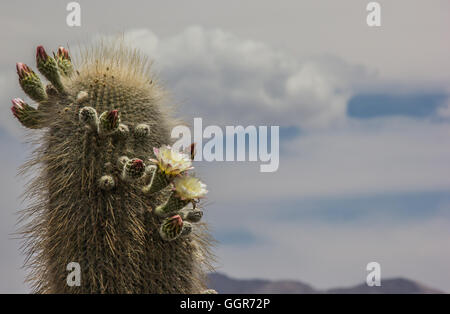 Blühender Kaktus in Nationalpark Los Cardones, Argentinien Stockfoto