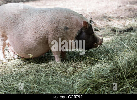 Vietnamesische Schweinchen sind auf einem Bauernhof im freien Weiden Stockfoto