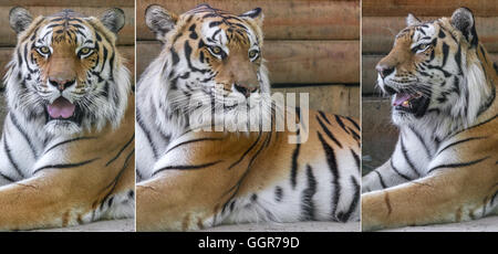Collage aus drei Fotos, tierische Amurtiger Stockfoto