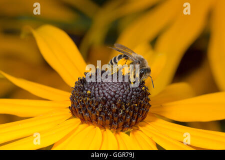 Biene auf gelbe Blume in Makro-Ansicht Stockfoto