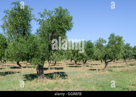 Olivenbäume auf Puglia, Italien Stockfoto