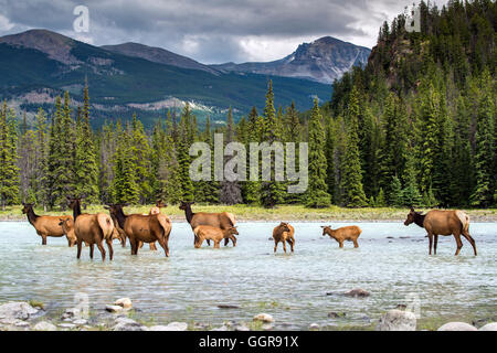 Weibliche Elche oder Cervus Canadensis, Jasper Nationalpark, Alberta, Kanada Stockfoto