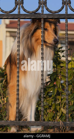 Collie Hund Behing Metallzaun Stockfoto